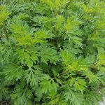 Outsidepride Mugwort Seeds - 10000 Seeds