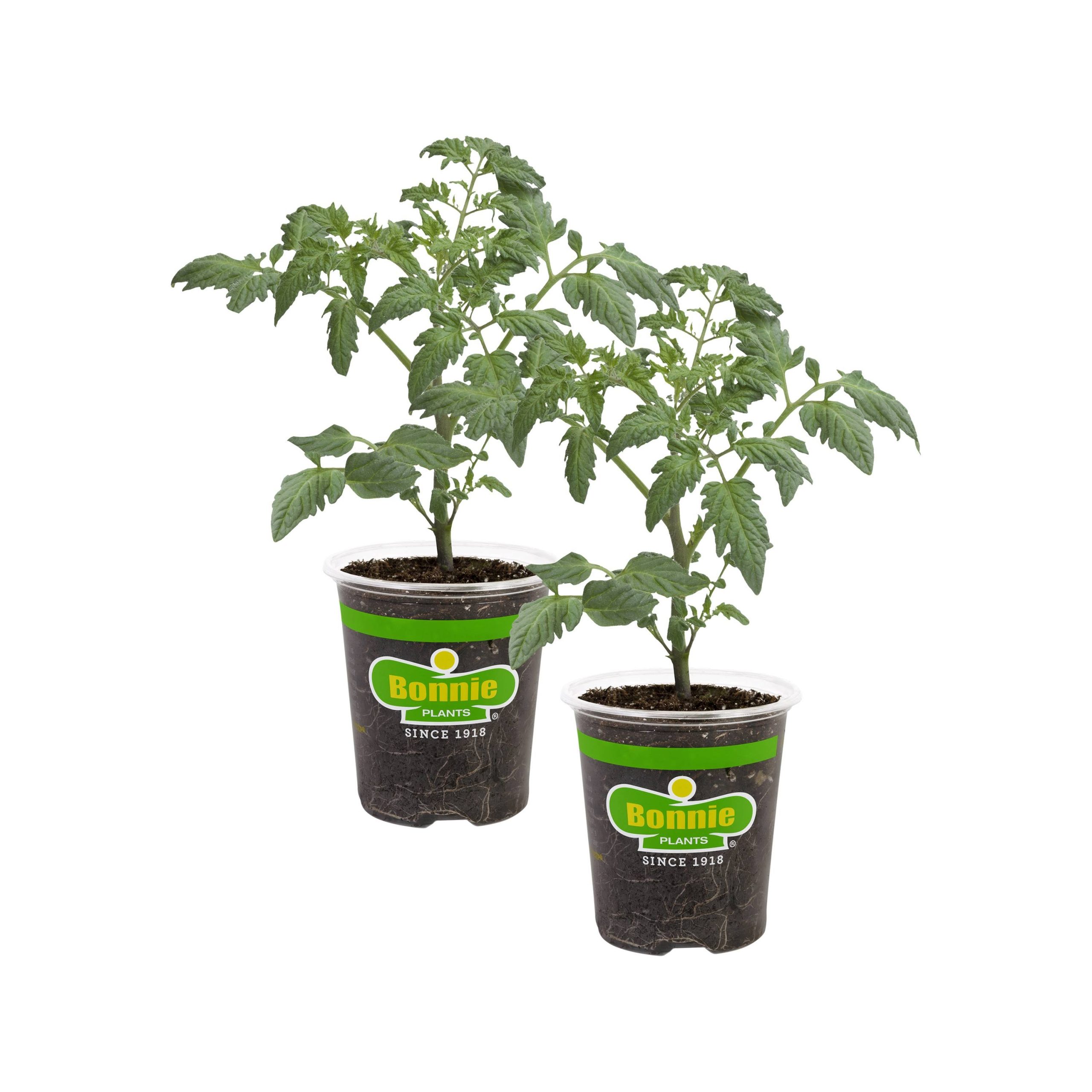 2f9c841853f28f3ed9d9c565b18b075cb45c18ce1a7eca9dc0a717123d8c8996.jpg Bonnie Plants 19.3 oz. Husky Cherry Tomato Plant 2-Pack - Image 1