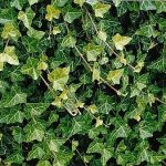 Hirt's Baltic English Ivy 48 Plants - Hardy Groundcover -1 3/4" Pots