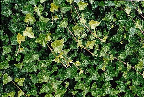 2fb957a9bcd8b611b373610fa36a5339e3aeee9ab6a2f4380610511d58e92c3e.jpg Hirt's Baltic English Ivy 48 Plants - Hardy Groundcover -1 3/4" Pots - Image 1