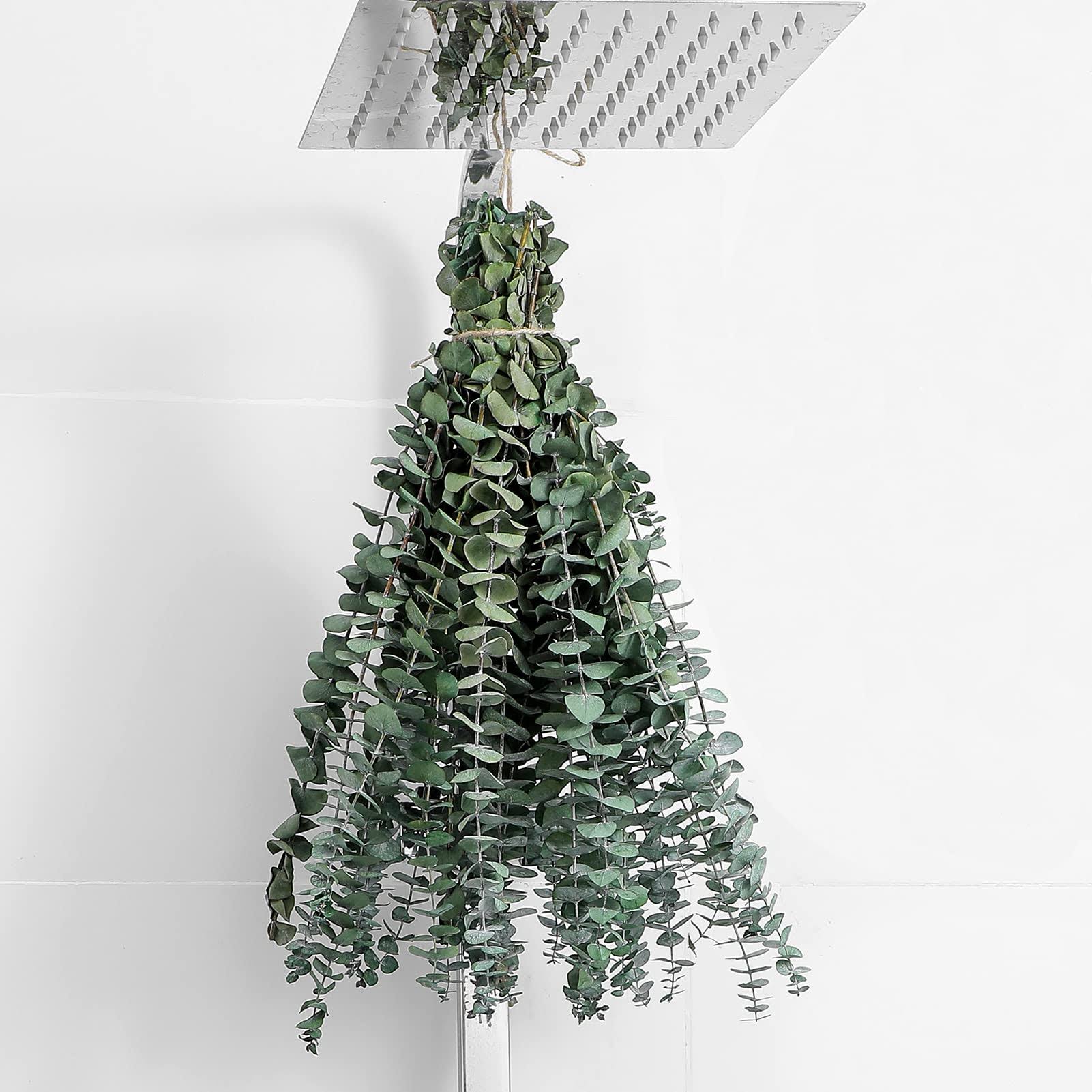 3034b5fa3c0c73b3f3b573c7062ba451d1a6d5352126bc64a37a94f6adc01265.jpg FAVOWREATH 10 Pcs Dried Eucalyptus Stems 17" Real Eucalyptus for Shower Hanging 100% Made from Fresh Eucalyptus Leaves, Wedding Decor Home Decor - Image 1