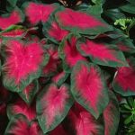 (3) Colorful Shade Loving Fancy Caladium Blaze Bulbs for Growing Your Own Caladium Plants