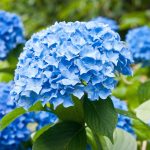 Garden State Bulb Hydrangea Nikko Blue Shrub, Live Bare Roots (Bag of 2)