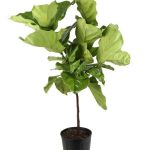 Lowe's Fiddleleaf Fig House Plant in 2-Gallon (S) Pot | Nursery