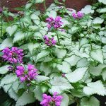 Perennial Farm Marketplace Lamium M. 'Purple Dragon' (Dead Nettle) Groundcover, Size-#1 Container, Silver Leaves and Deep Lavender Flowers