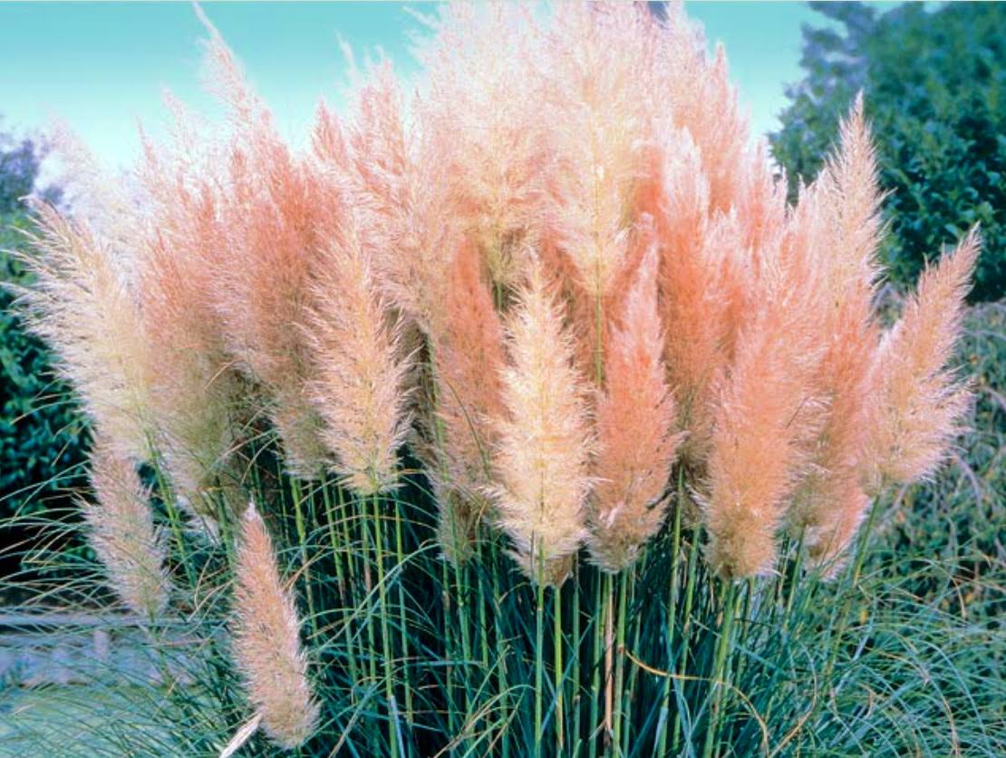 3214306aecde0602f6ca0f5701ad564bad19e8828046dad9daee9fb34f1826c7.jpg 4 Pink Pampas Grass Plants - Cortaderia Selloana Rosea - 2.5" Pot - Image 1