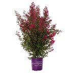 7 gal. Ruffled Red Magic Crape Myrtle Flowering Shrub with Red Flowers