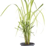 Bonnie Plants Lemongrass, Live Plant, Ornamental Grass, 8 in.