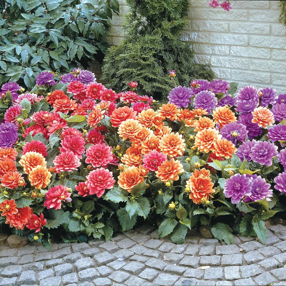 32539f2793971eb2c2a99306bbafa44622f1de5cda18c6af186d7419df32982d.jpg Breck's Border Dahlia Mixture Dormant Flowering Bare Root Bulbs Bagged 5-Pack | 90305 - Image 1