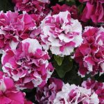 Petunia - Double Madness Series Flower Garden Seed - 1000 Pelleted Seeds - Rose and White Blooms - Annual Flowers - Double Floribunda Petunias