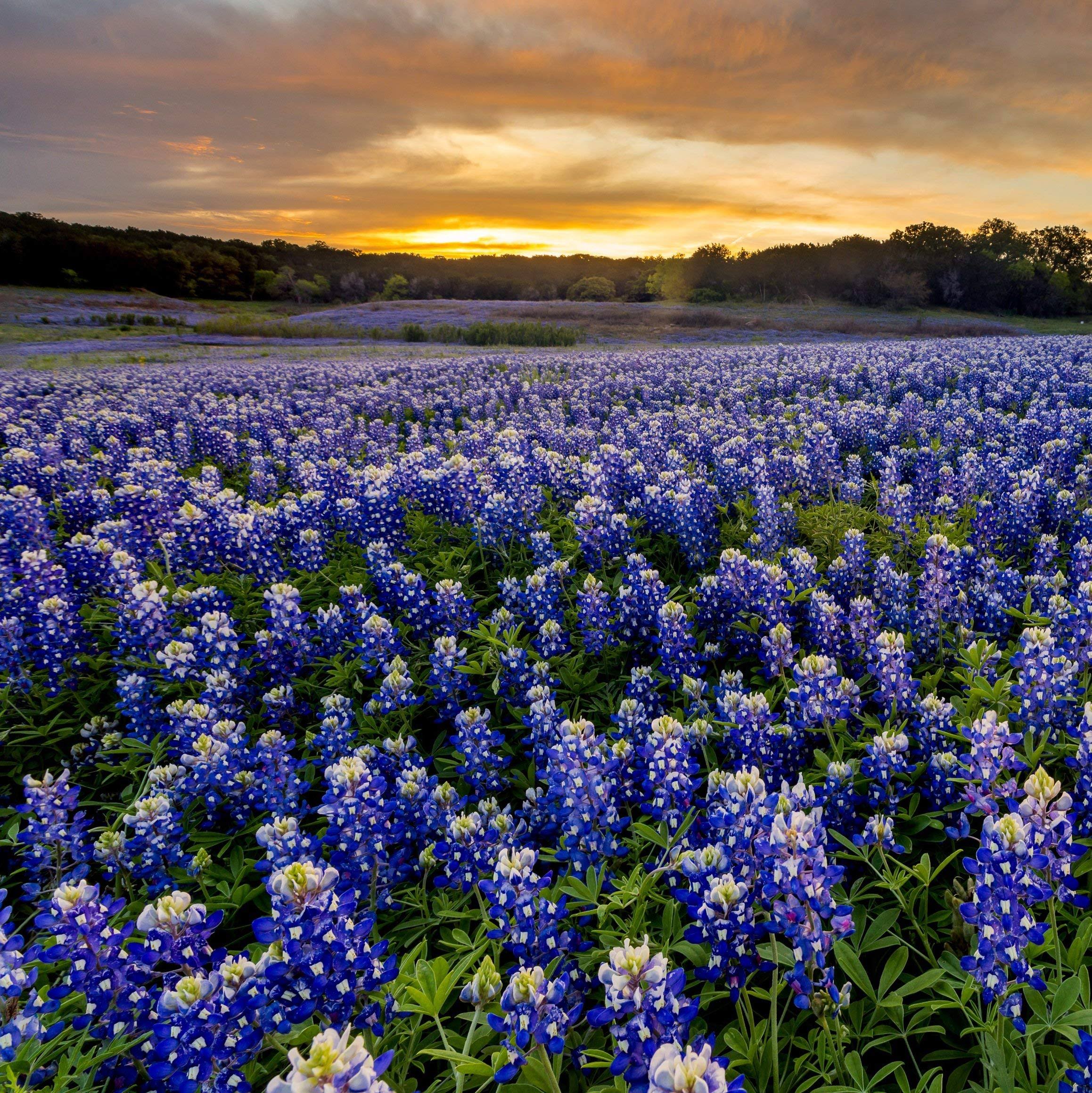 32dcd81a0cd4cdb45c827805c25a61334bf18f67783e8c8b346ff8fe1774e268.jpg Outsidepride Texas Bluebonnet Wild Flower Seed - 1/4 lb - Image 1