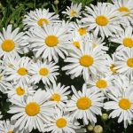 Seeds2Go Shasta Daisy Seeds Perennial Flower 5000 Seeds