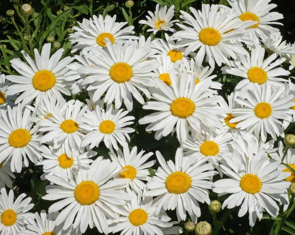 33199be050af4d4068da54c7e9da2f92addf5eba995567a293e5bfda8662737c.jpg Seeds2Go Shasta Daisy Seeds Perennial Flower 5000 Seeds - Image 1