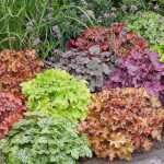 Roberta's 3PC Summer Berry Coral Bells Live Plants