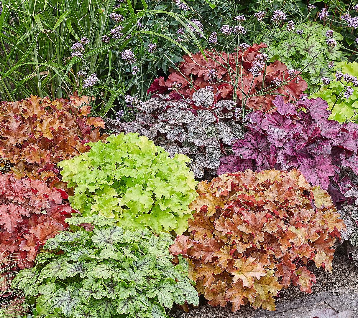 332b954ff758ce4b4bc67bc8975f6f2dce434a4a583f7c510bce9f2fcde3b132.jpg Roberta's 3PC Summer Berry Coral Bells Live Plants - Image 1