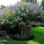 Bundle of 6 Texas Lilac Vitex Chaste Trees - Live Lilac Bush Plants - Quart Containers - Fibrous Root System - Purple Blooms - Crape Myrtle Guy