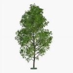 10 Fast Growing Trees - 10 Hybrid Poplar Tree Cuttings - Fast Growing Shade or Privacy Trees - Very Attractive and Good for The Enviornment