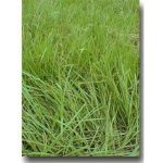 SeedRanch Pensacola Bahia Lawn Grass Seed - 5 lbs.
