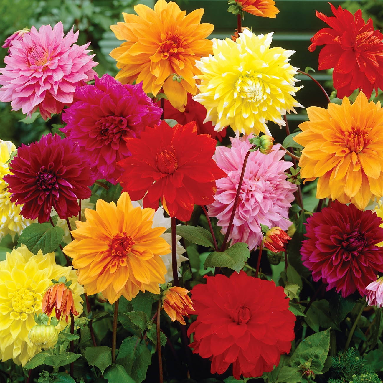 34ed80453030c09588e93a996a2a8b0bc651264b6d1c73b8a60b26cf0deeb312.jpg Van Zyverden Dahlia Dinnerplate Mix Dormant Bulb Full Sun, Multi-Color, 736830 - Image 1