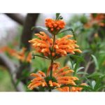 25 Klip Dagga (Lions Ear / Lions Tail / Wild Klip Dagga) Leonotis Nepetifolia Flower Seeds