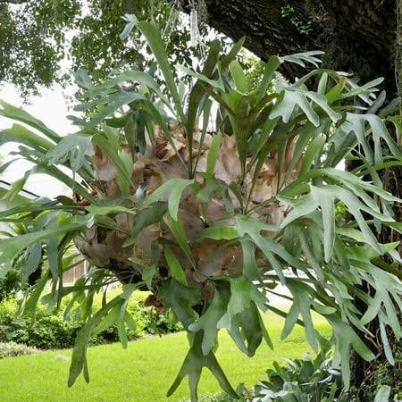 3570cd647b69278a894ac84e372f31287863fa383a13c13403b72aae3e7829fb.jpg Staghorn Fern Netherlands Elkhorn Live Plant - Playtcerium bifurcatum - Wellspring Gardens Starter Plant, Size: 3-8�� Tall, Beige - Image 1