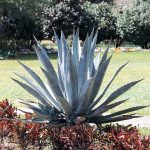 Lowe's Century Plant | Nursery