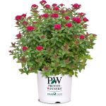 Proven Winner Double Play Doozie Spirea, 2 gal, Red to Purple Flowers