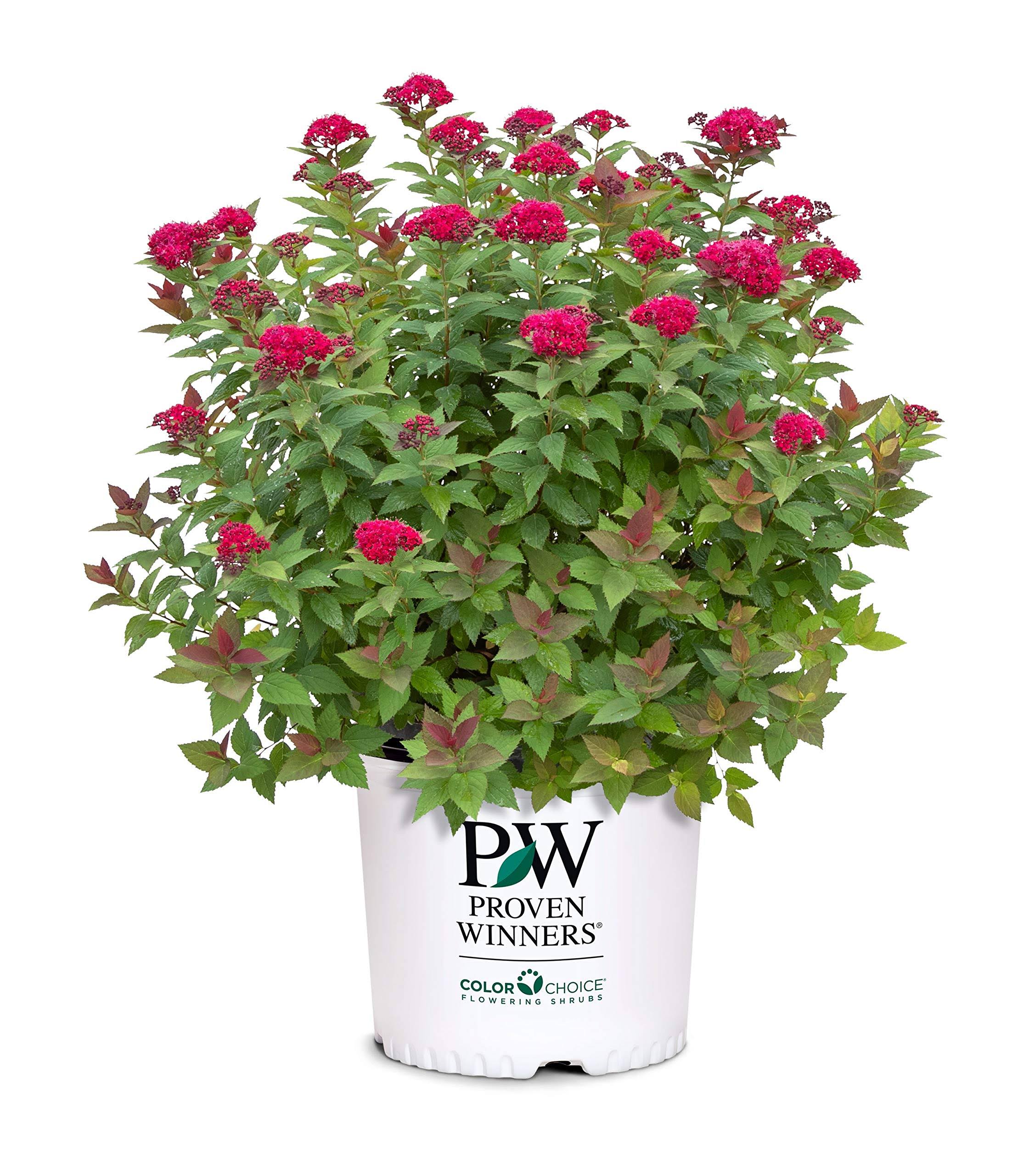 35da0662b226674cb7c989129122191aea596cf3e76a02128c3b2e7416be2e88.jpg Proven Winner Double Play Doozie Spirea, 2 gal, Red to Purple Flowers - Image 1