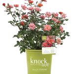 Knock Out 2 gal. The Coral Rose Bush with Brick Orange to Pink Flowers