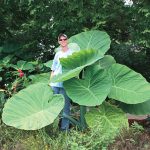 Breck's No Flowers Thailand Giant Elephant Ear Dormant Foliage Bulbs Bagged 3-Pack | 90296