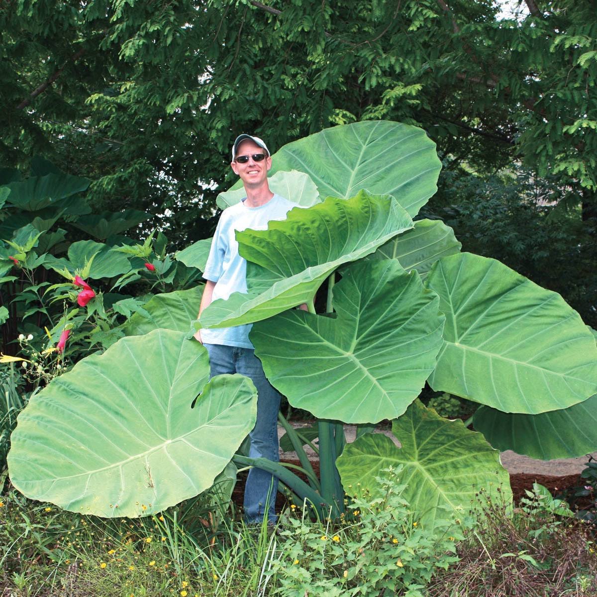 373c459b136194829f126d9bb917f720e3de7ce606877f396ae459a76091e509.jpg Breck's No Flowers Thailand Giant Elephant Ear Dormant Foliage Bulbs Bagged 3-Pack | 90296 - Image 1