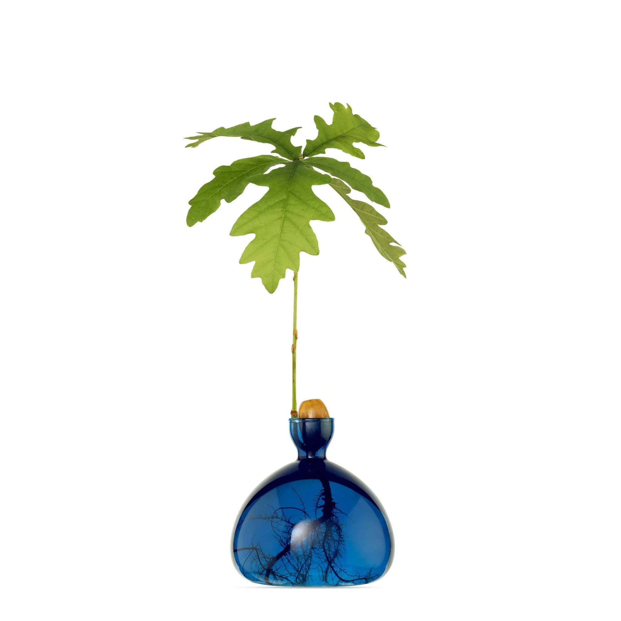 37b2406f2a1d7d7251fd224279584289198adc7a011ca0ece2b32a1e9b952d77.jpg Ilex Studio Acorn Vase | Lapis Blue - Image 1