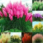 100 Pcs Pampas Mix Color Grass Seeds Cortaderia Selloana Seeds Rare Plants Decor Garden