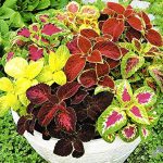 Seeds Coleus Bluma Flowers Mix Flowers for Planting Ukraine