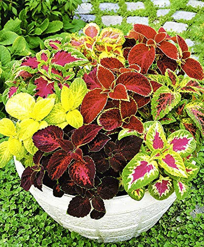 381a4a924e7e3e8d46c66b0941531ea7697bfbac532a8e21818b54da3a8b9e1a.jpg Seeds Coleus Bluma Flowers Mix Flowers for Planting Ukraine - Image 1