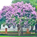 Bundle of 4 Muskogee Crepe Myrtle Trees - Purple Blooms - Quart Containers - Fibrous Root System - Crape Myrtle Guy - Live Plants