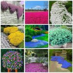 3000+ Mix Creeping Thyme Seeds for Planting, Thymus Serpyllum Heirloom, Ground Cover Plants Easy to Plant and Grow, Blue, Purple, White, Red, Green,