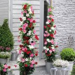 CHUXAY Garden Mix Mandevilla Sanderi-Brazilian Jasmine 100 Seeds Hardy Ornamental Plant Rapidly Growing Creeping Perennial Plants Great for Garden