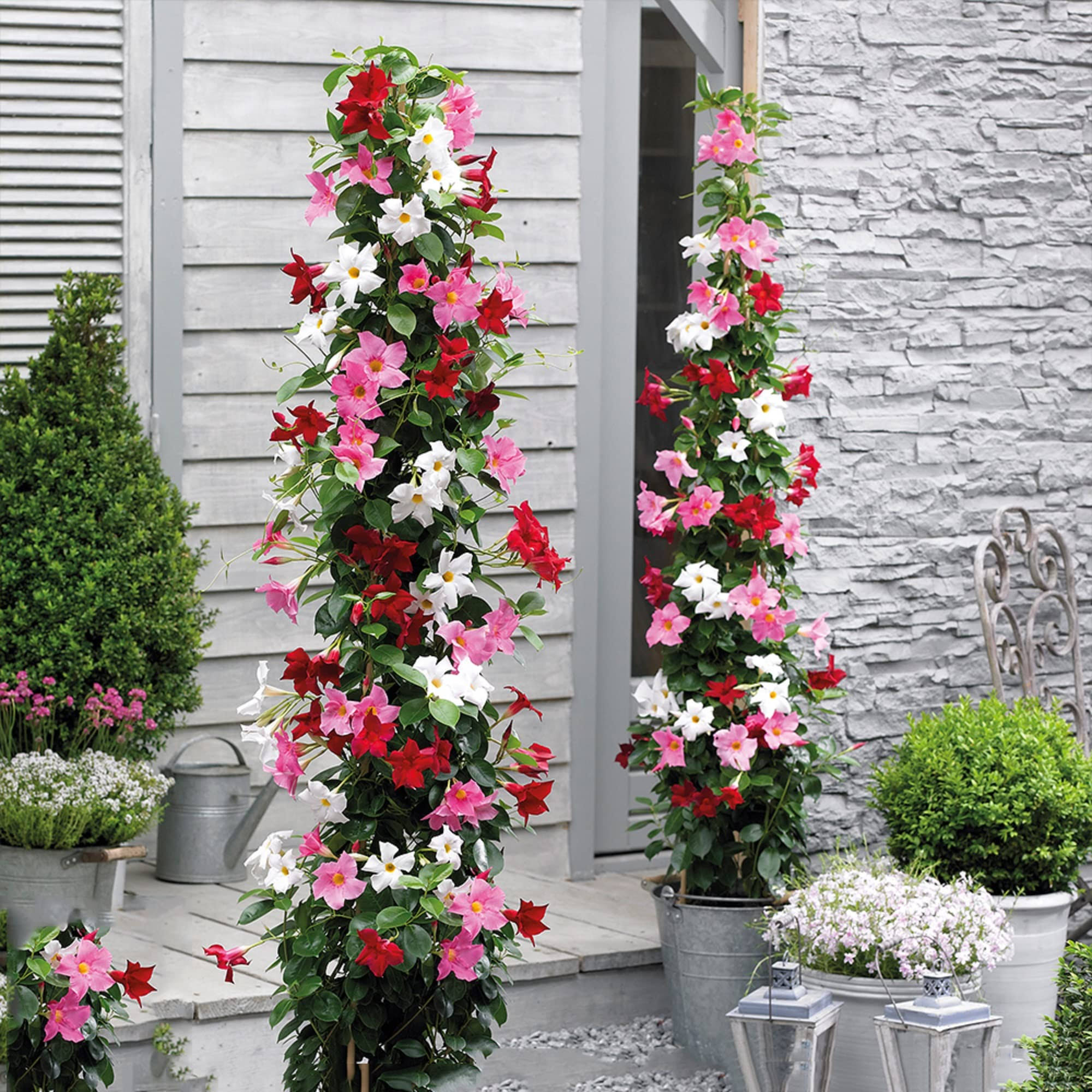39327e124f8887f12cf584b93f72bd7f93e7afe9b9087087c075c0978a6c54b1.jpg CHUXAY Garden Mix Mandevilla Sanderi-Brazilian Jasmine 100 Seeds Hardy Ornamental Plant Rapidly Growing Creeping Perennial Plants Great for Garden - Image 1