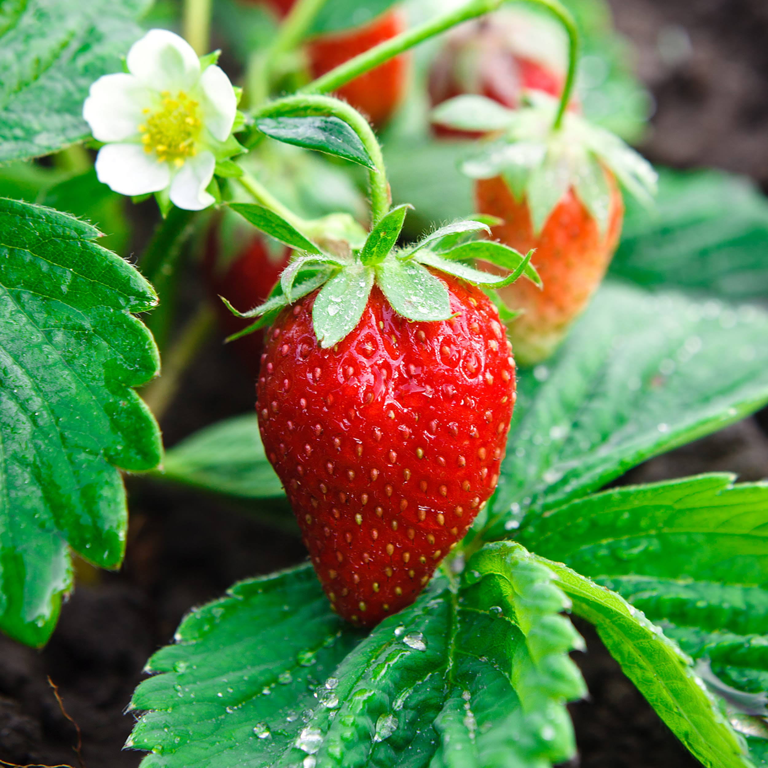 3933e6cdd78102ea9482e11b95e808fc43f830ec79872c5502845737f8213566.jpg Garden State Bulb Strawberry Ozark Beauty Plant, Live Bare Root, Non-GMO (Bag of 20) - Image 1