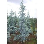 1 gal. Blue Atlas Cedar Tree with Sparkling Silver Blue Foliage