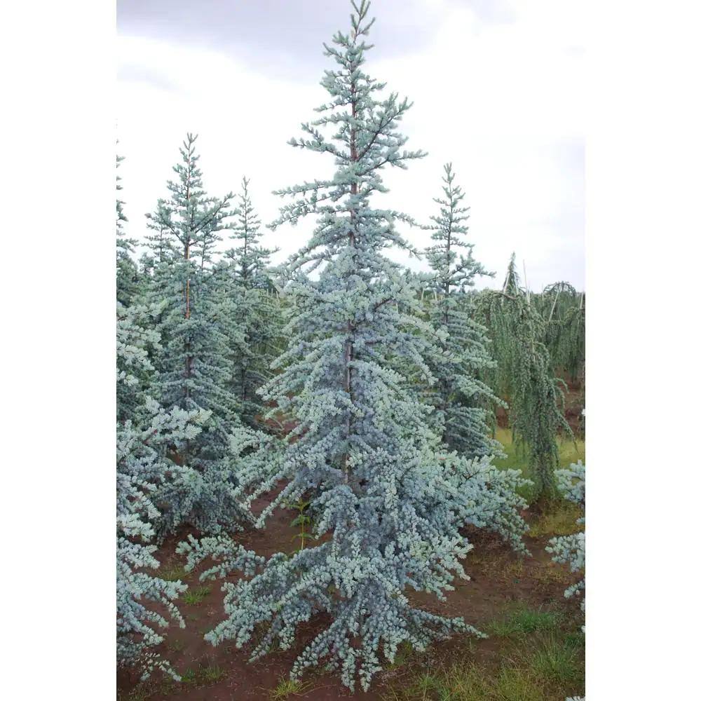 3937ed6c7acaf957bcef14792183fce648e7405075ef19b6a9eced64c64e146a.jpg 1 gal. Blue Atlas Cedar Tree with Sparkling Silver Blue Foliage - Image 1