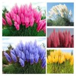1000+ Mix Pampas Grass Seeds for Planting Cortaderia Selloana Seeds Heirloom Ornamental Plants Decor Garden Tall Feathery Blooms Blue White Pink Red