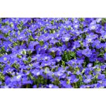 50 Creeping Blue Speedwell Veronica Repens Groundcover Flower Seeds