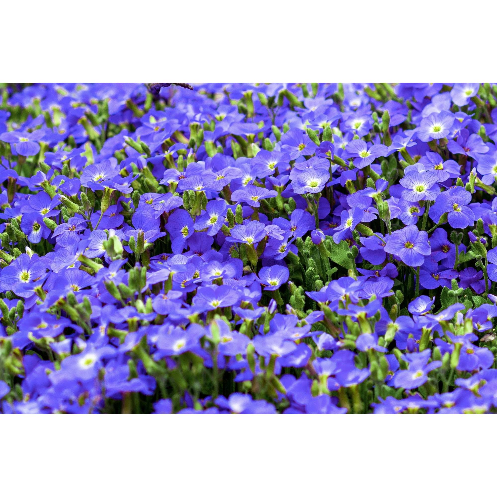 397cc566e4330732de0d7db862cd86ca71554f770c3bf829cbaac1274c00e9dd.jpg 50 Creeping Blue Speedwell Veronica Repens Groundcover Flower Seeds - Image 1