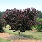 2-3 ft. - Merlot Redbud Tree - Deep Purple Foliage on A Compact Form | Brighter Blooms