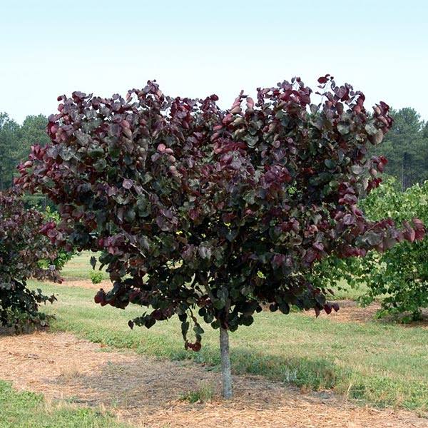 39ddd147ac51a97907cad3d03b43441ac5a262910057a34903ae38de28aad48a.jpg 2-3 ft. - Merlot Redbud Tree - Deep Purple Foliage on A Compact Form | Brighter Blooms - Image 1