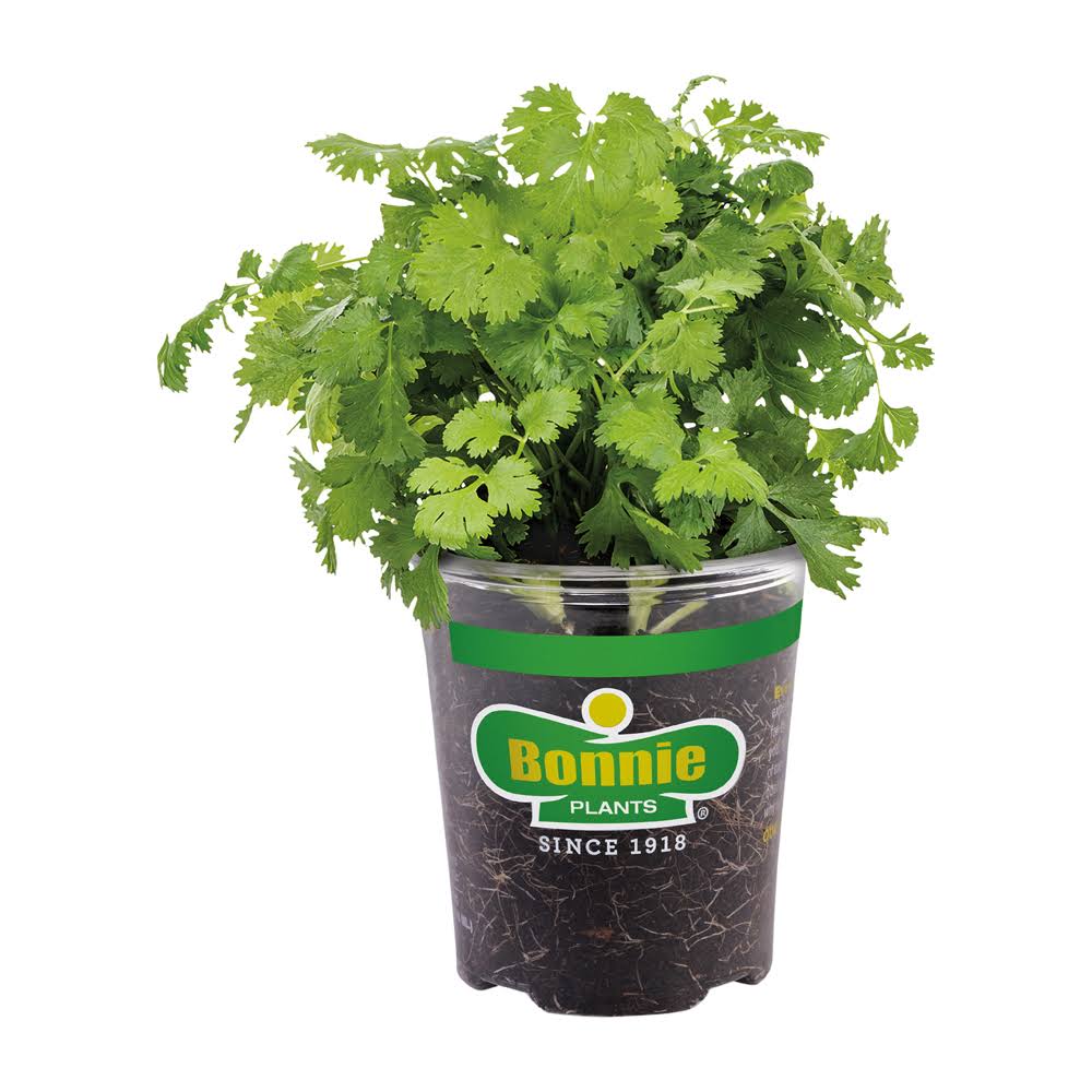 4 Gallon Organic Snapdragon Combo - Each