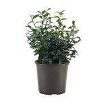 2.25 gal. Blueberry Legacy Shrub