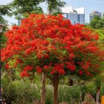 2-3 ft. - Royal Poinciana Tree - One of The Worlds Most Striking Flowering Trees | Brighter Blooms